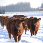 Winter_cows