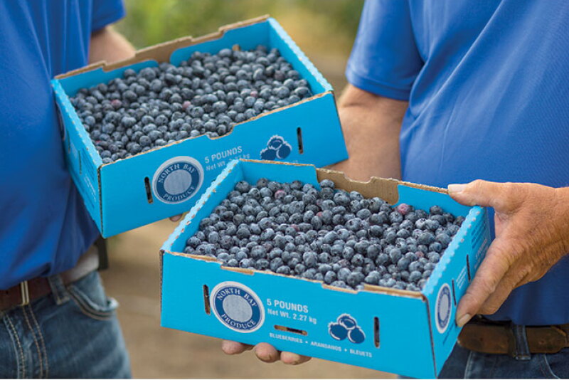 North Bay Produce Inc. will ship from eight Michigan locations and pack all pack sizes this season, says Ryan Lockman, vice president of sales and procurement.