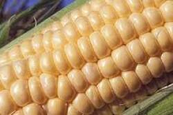 Gene editing could rapidly introduce new crop varieties that otherwise take years or decades to develop.
