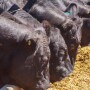 Feedlot Beef-on-Dairy 