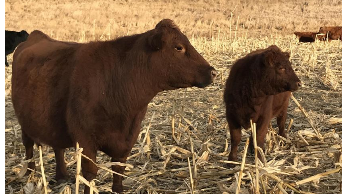 Disease Test new Additions to the Herd - Bovine Vet