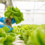 Greenhouse leafy greens
