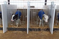 Calf jackets