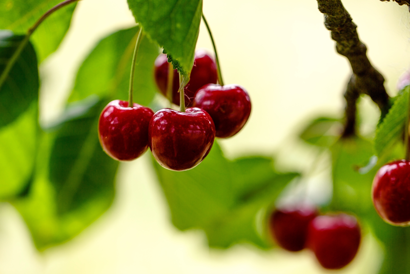 cherries
