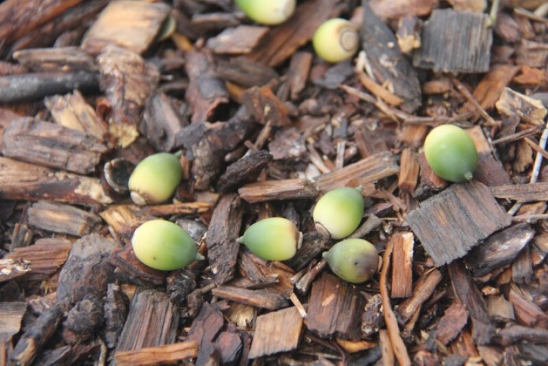 Green acorns