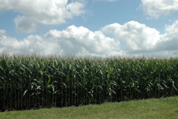 corn in the summer