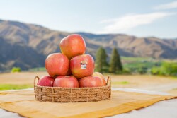 cmi orchards