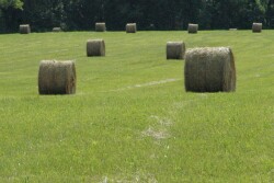 Hay in the field