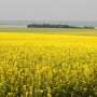 Canola Field 