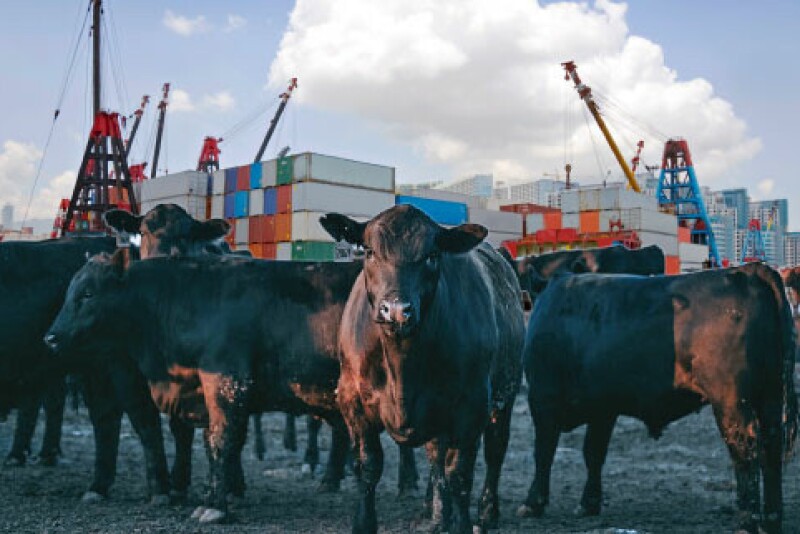 Beef imports