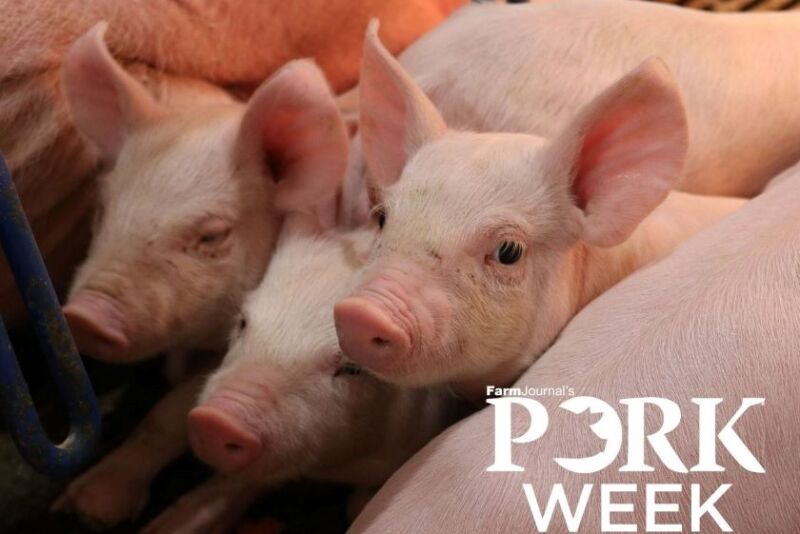 PORK Week Piglets