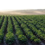 Potato field stock (By Hgartley  Source pixabay)