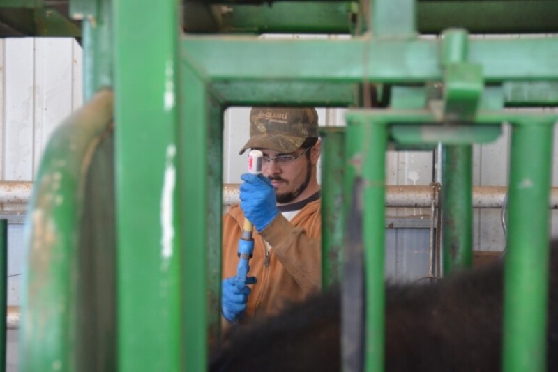 BT_Cattle_Vaccination