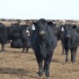 BT_Feedlot_Cattle_Texas