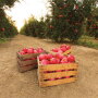 The quality of the pomegranates from Pom Wonderful this season should be “excellent,” says Charlotte Mostaed, director of marketing. From March through July, Pom Wonderful experienced a 19% rise in dollar sales in the grocery channel, she says.
