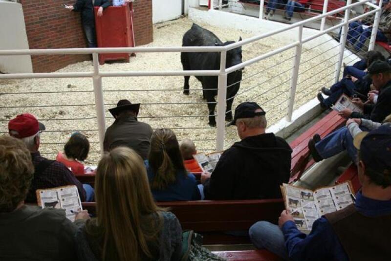 BT_Bull_Sale