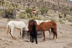 Horses in Nevada's Red Rock Canyon National Conservation Area.