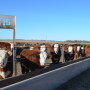 Cash fed cattle traded $2 to $4 higher Wednesday.