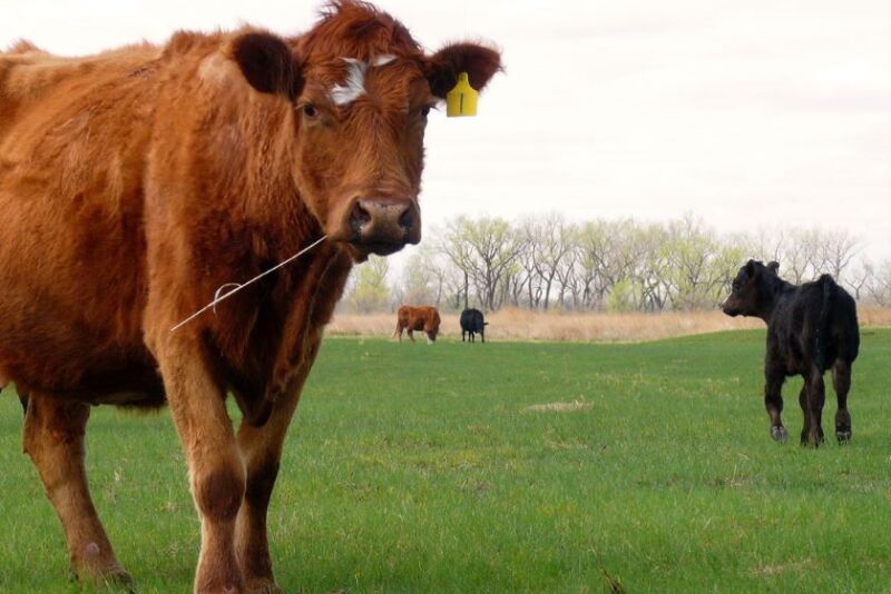 Cows standing in a field.