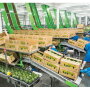 Workers pack Peruvian avocados for Calavo Growers Inc. Calavo expects to see its first arrivals in the U.S. between June 15 and 21, says Rob Wedin, vice president of sales and marketing. Most of the company’s Peruvian fruit will be large, No. 1 grade, he says. (Photo taken before coronavirus pandemic.)