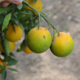 Huanglongbing, citrus greening on fruit