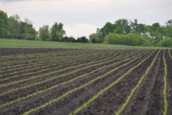 AGWeb Crop-Young corn plants.jpg