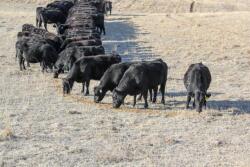Ranch cows