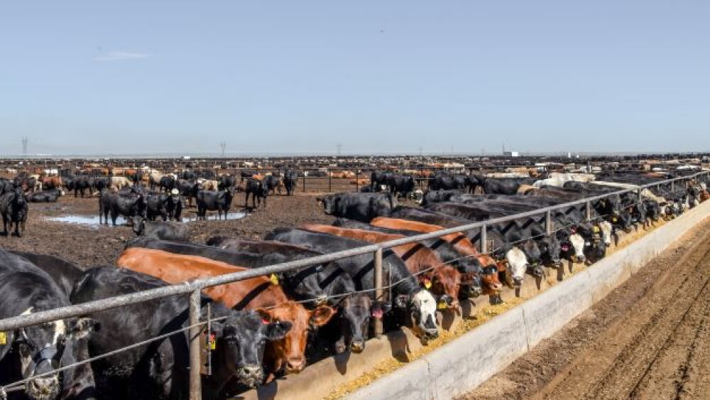 Feedlot
