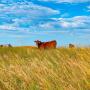 Nebraska Sandhills