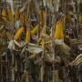Agronomic and management decisions will be critical in 2020 to help farmers see positive returns. Pay close attention to the crop throughout the year and start thinking through potential obstacles today.