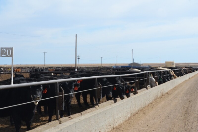 BT_Feedlot_Hiefers