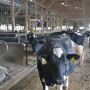 Keeping dry cows cool helps performance in the subsequent lactation and gets calves off on a good start.