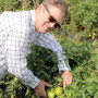 Chuck Weisinger, president and CEO of Weis-Buy Farms Inc., says wind problems in January caused a February downturn in Florida tomato supplies. 