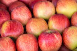 gala apples