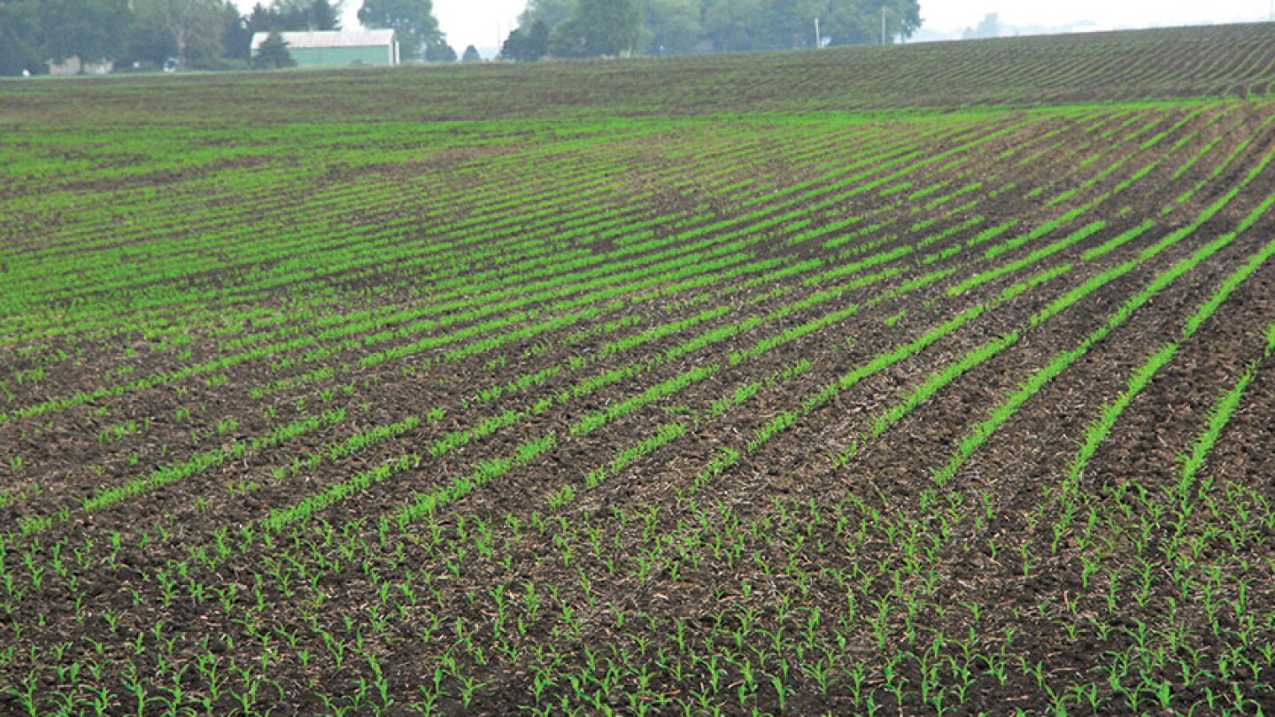 Corn Field Problem What Went Wrong In My Corn Field? - AgWeb