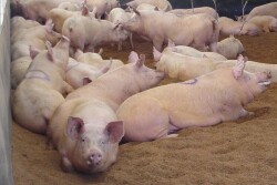 Sow housing