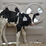DT_Dairy_Holstein_Calf