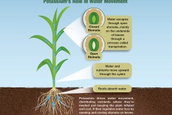 Potassium drives water movement,  distributing nutrients where they’re needed and keeping the plant inflated and cool. It then regulates water loss by opening and closing stomata on leaves.