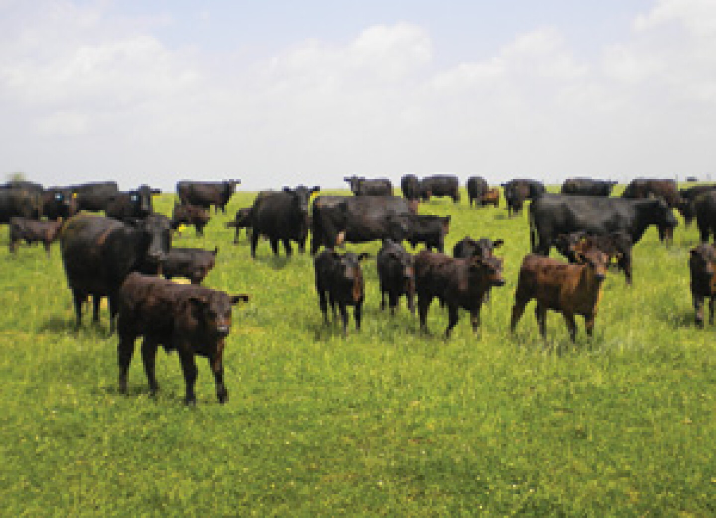 beef cow prices