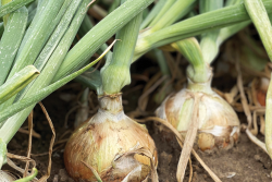 Snake River Produce onions