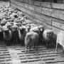 Judas goat procession
