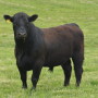 BT_Angus_Bull