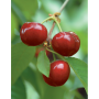 Chilean cherries