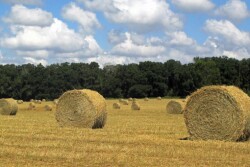 NFREC-Hay-Bales-in-Field