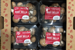 mushroom retail trends