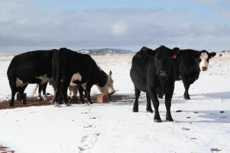 Offer feed-through products before fly season begins so treated manure is waiting as flies emerge and begin breeding.  