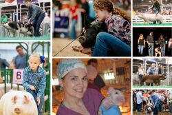 Shike National Pig Day Collage