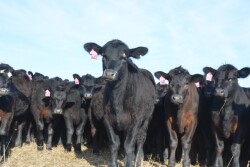 BT_Stocker_Cattle_Head-on