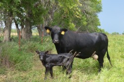 BT_Cow_Calf