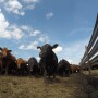 Feedyard margins retreated $100